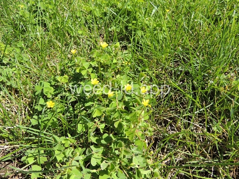 woodsorrel, creeping